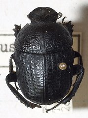 Gymnopleurus flagellatus