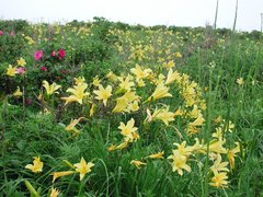 Hemerocallis yezoensis