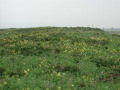 Hemerocallis yezoensis