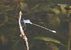 Lestes sigma