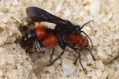 Dasymutilla nigripes