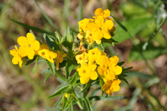 Lithospermum caroliniense