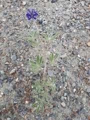Lupinus kuschei