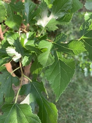 Morus alba