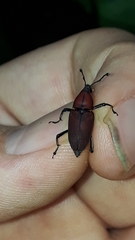 Rhodobaenus sanguineus