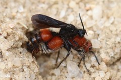 Dasymutilla nigripes