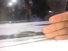 Rhinogobius kurodai