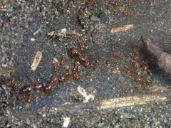 Pheidole rugosula