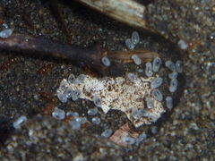 Pheidole rugosula