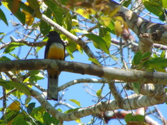 Trogon citreolus