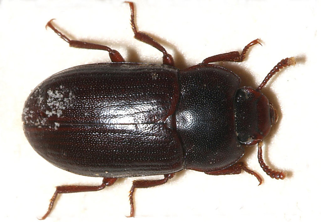 Black Fungus Beetle