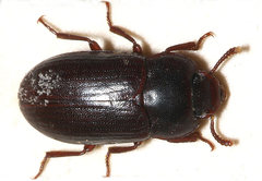 Alphitobius laevigatus