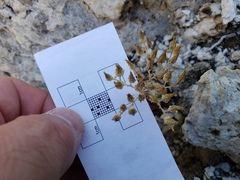 Dudleya cymosa pumila