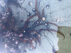 Prionitis lanceolata
