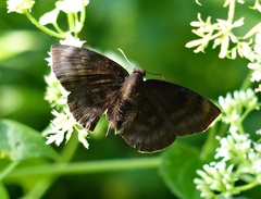 Pachyneuria