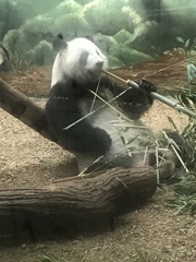 Ailuropoda melanoleuca