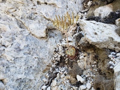 Dudleya cymosa pumila