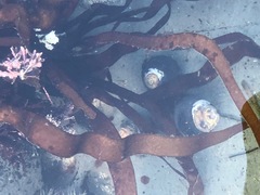 Prionitis lanceolata