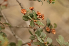 Ceanothus megacarpus megacarpus