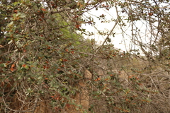 Ceanothus megacarpus megacarpus