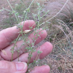 Galium texense