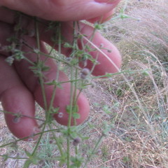 Galium texense