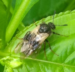 Abia fasciata