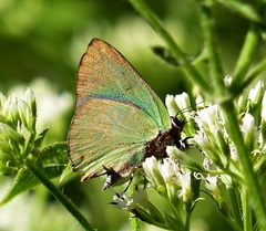 Cyanophrys herodotus