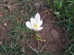 Zephyranthes fosteri
