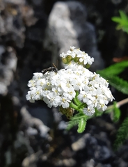 Halictus