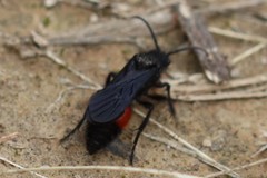 Dasymutilla nigripes