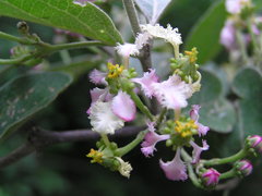 Malpighia mexicana