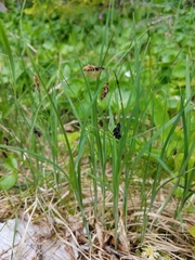 Carex pluriflora