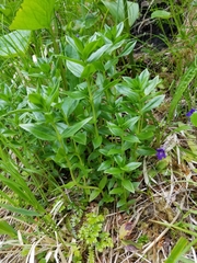Gentiana platypetala