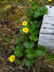 Geum calthifolium