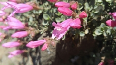 Penstemon rupicola