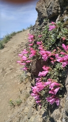 Penstemon rupicola
