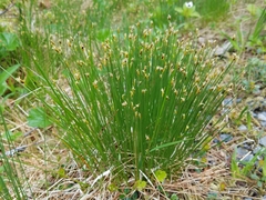 Trichophorum cespitosum