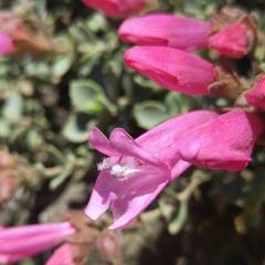 Penstemon rupicola