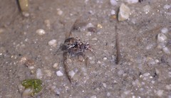 Ellipsoptera marginata
