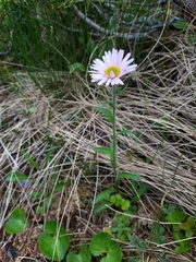 Erigeron peregrinus