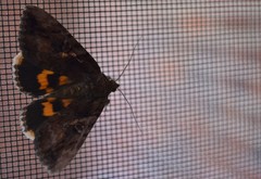 Catocala muliercula