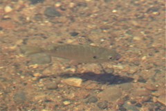 Lepomis macrochirus macrochirus