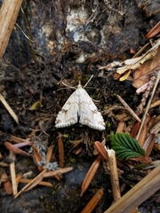 Udea washingtonalis