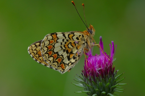 Knapweed Fritillary, 87459 Pfronten, Deutschland, photo 4 of 10