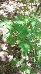 Rhododendron pilosum