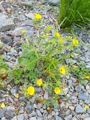 Potentilla × villosula
