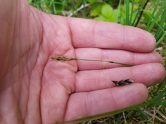 Carex pluriflora