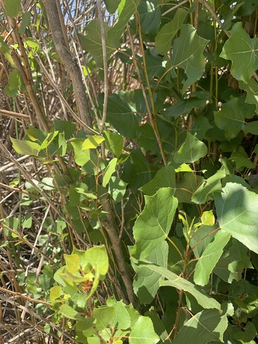 iNaturalist observation photo of Black Poplar