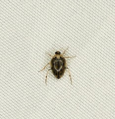 Peltodytes edentulus